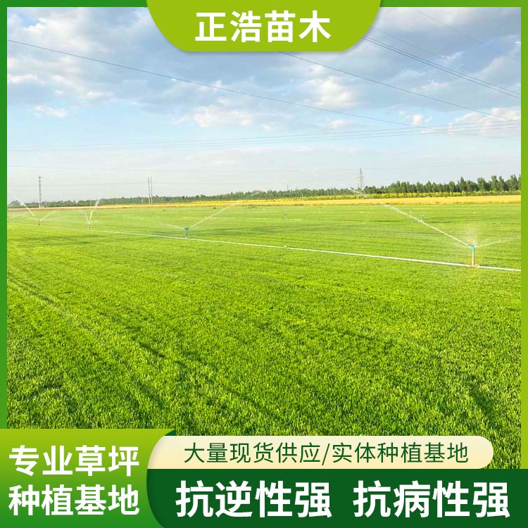 河南郑州荥阳基地常年种植 混播草坪方草卷 绿化草坪批发
