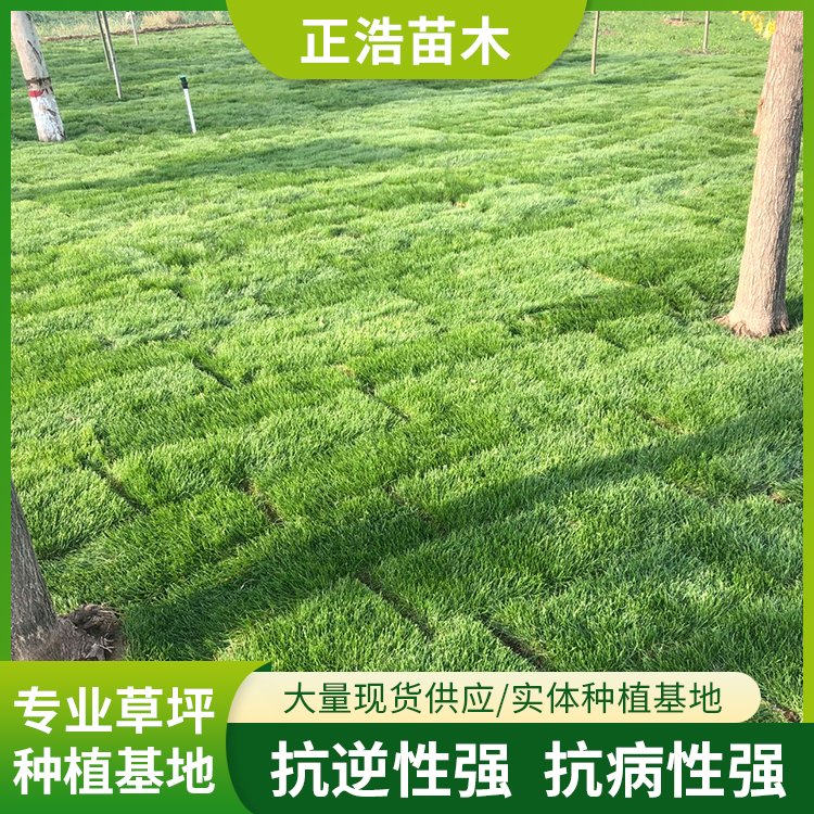 早熟禾四季青混播草坪 美化环境 绿化草皮 小区公园学校用草