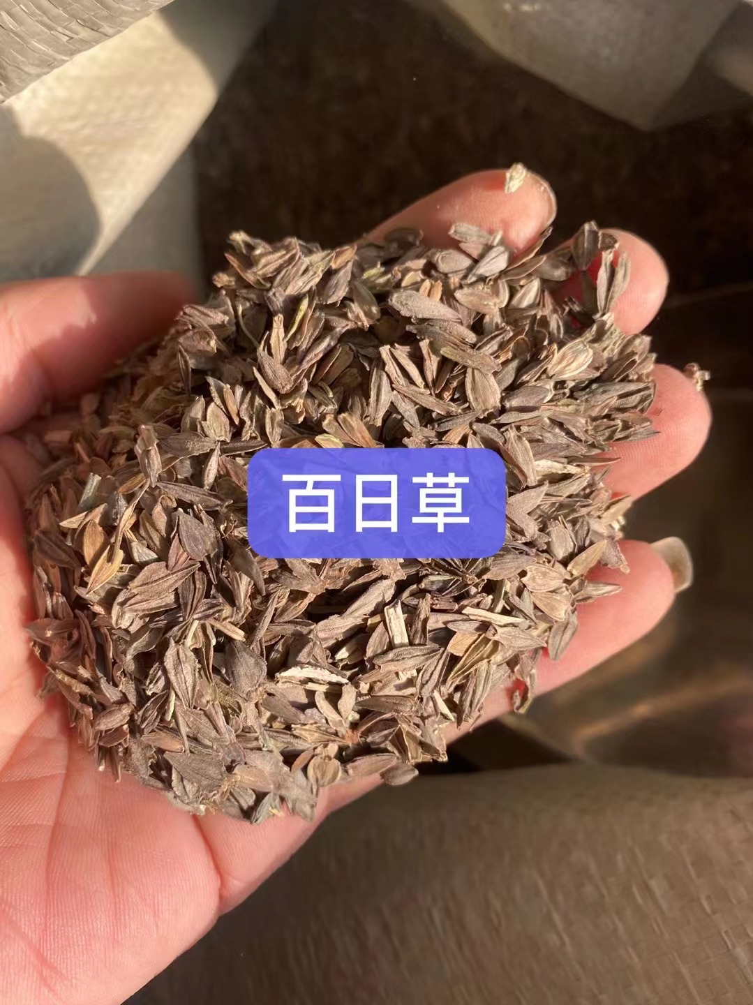 上海南汇出售美国红枫种子 黄连木净种子 香雪球花种籽