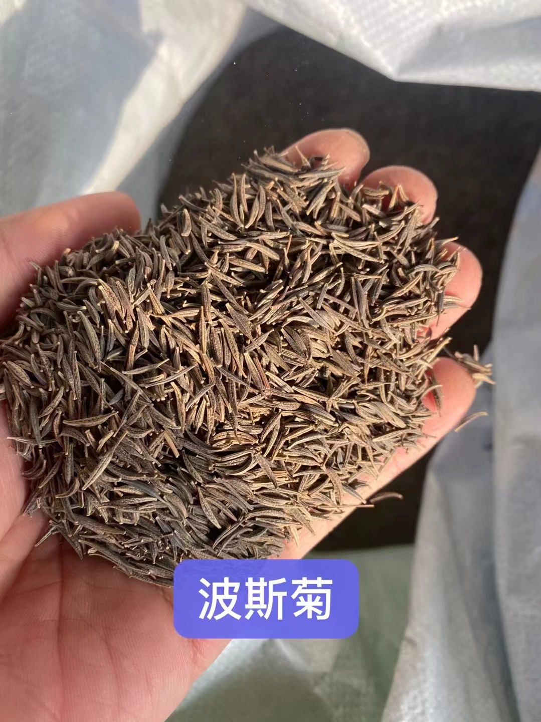 北京延庆出售白玉兰带皮种子 包衣翦股匍草籽 春黄菊花种籽