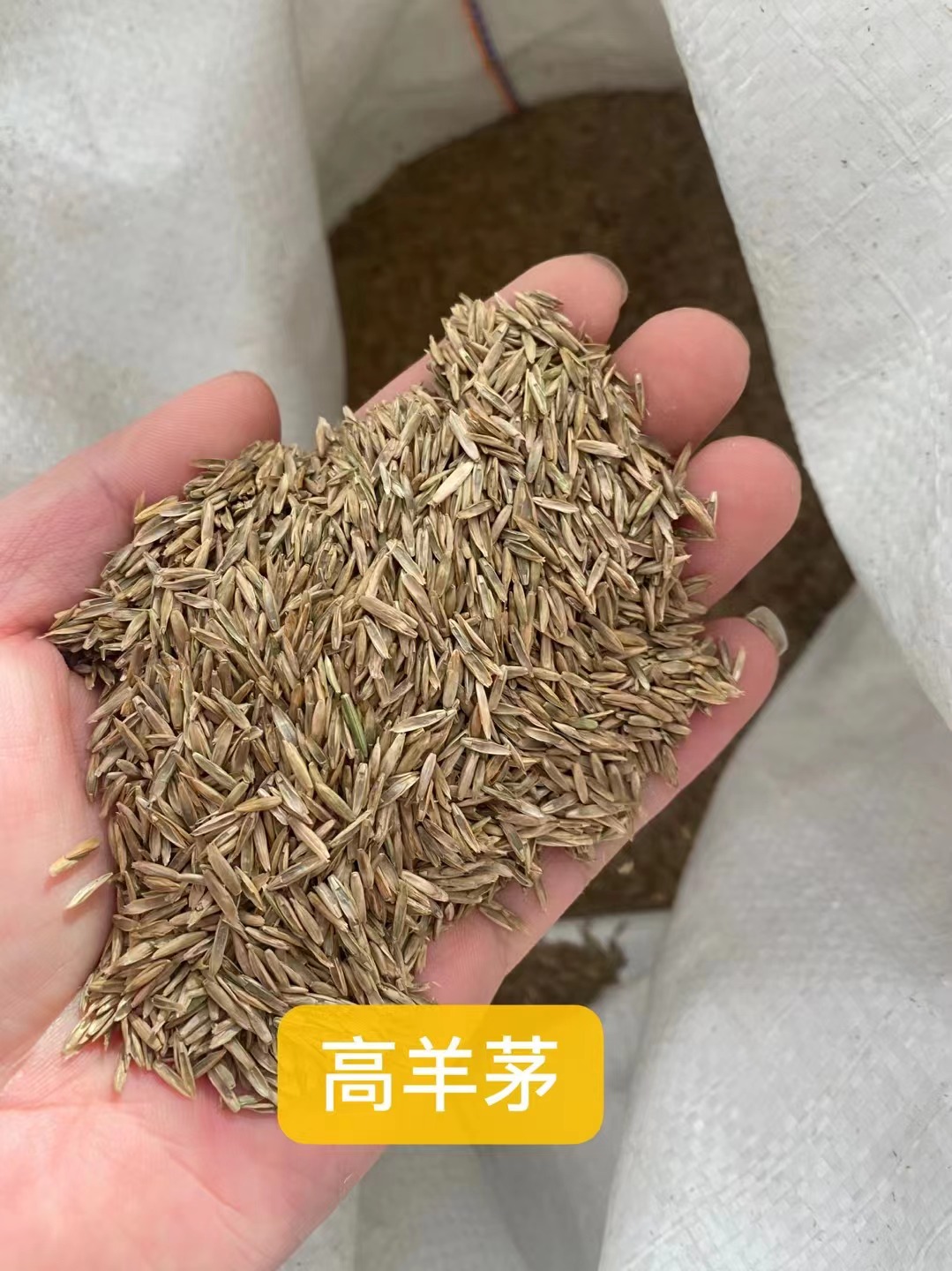 安徽芜湖出售大丽花籽 玉米草草种子 包衣翦股颖