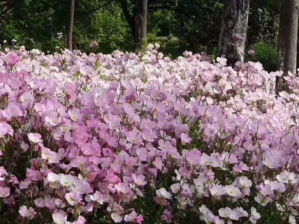 广东清远本地出售矮雪轮花籽 荔枝 狼尾草草种子