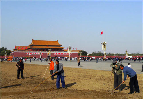 产地直发出售泥培弯叶画眉草果岭草坪狗牙根家庭绿化基地