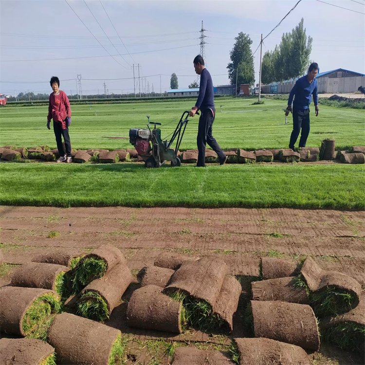 产地直发出售泥培弯叶画眉草果岭草坪狗牙根家庭绿化基地