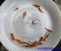广东肇庆观赏鱼广东河源锦鲤鱼苗批发