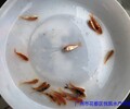 浙江杭州昭和红白锦鲤鱼苗批发四川达州日本锦鲤鱼苗