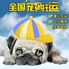 保定寄宠物宠物托运上门接宠