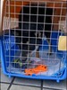 保定宠物猫咪托运靠谱宠物飞机托运