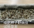 江门冬季越冬绿肥种子怎么卖