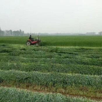 黑麦草种子批发多年生黑麦草种子价格咨询我