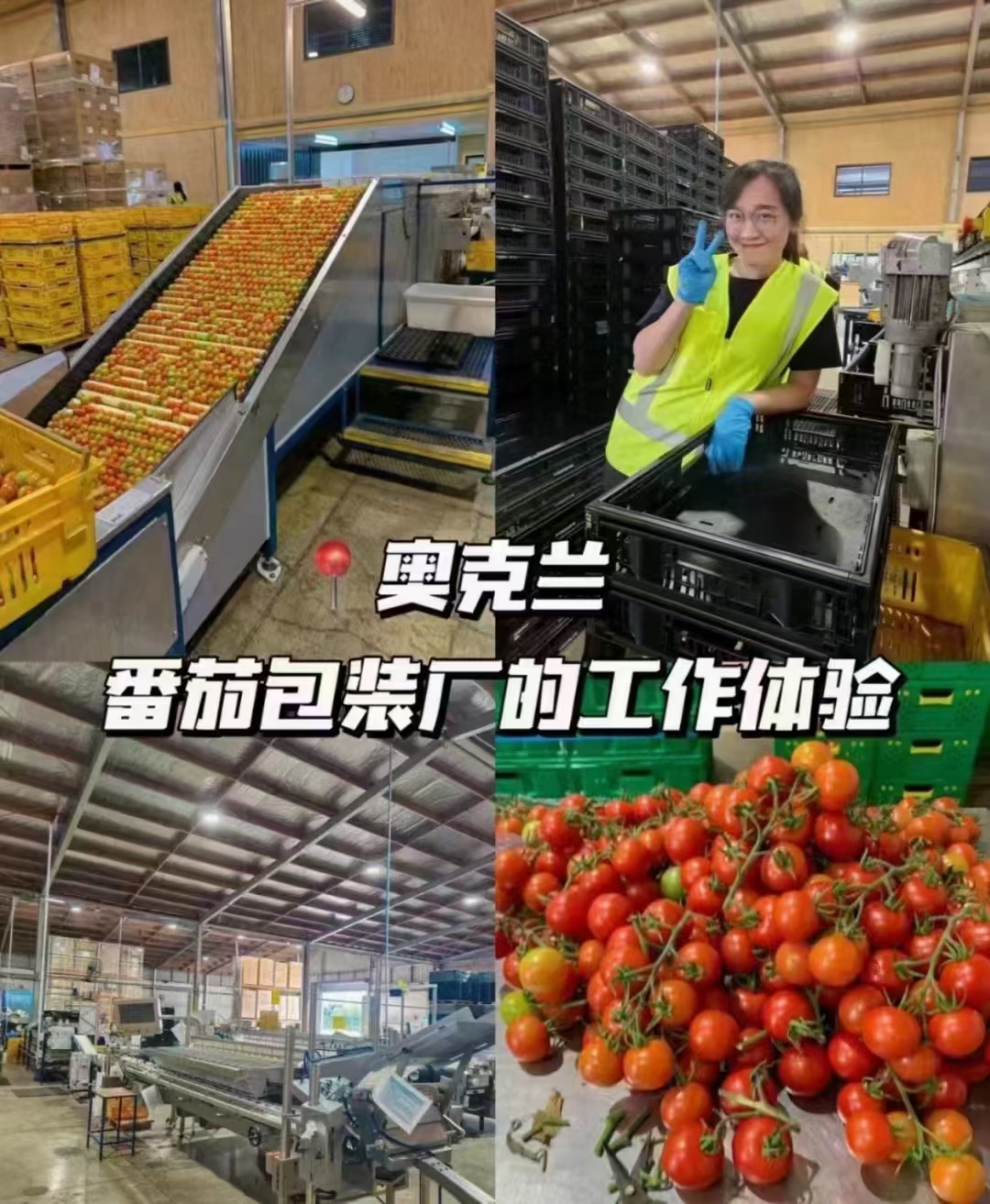 上海闵行正规出国打工外派公司招种植工高薪待遇