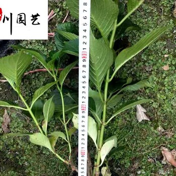 四川绣球花批发基地-苗圃熟货-规格种类多-八仙花-无尽夏