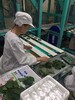 本溪办理出国劳务分拣工包装工长白班2024新+排名一览