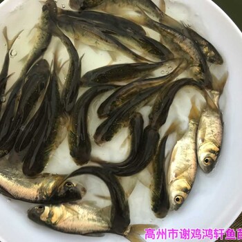 湖南郴州大头鱼苗批发湖南邵阳花鲢鱼苗出售