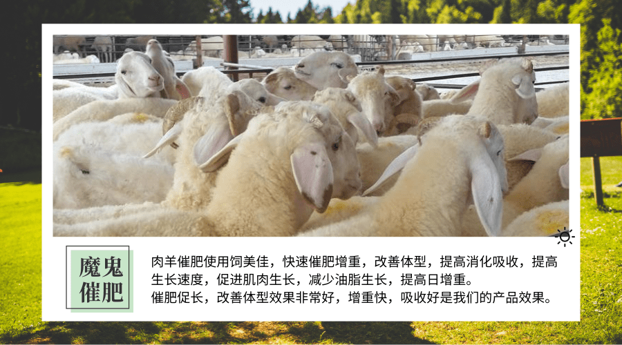 饲美佳羊用催肥添加剂益生菌促消化催肥增重与众不同