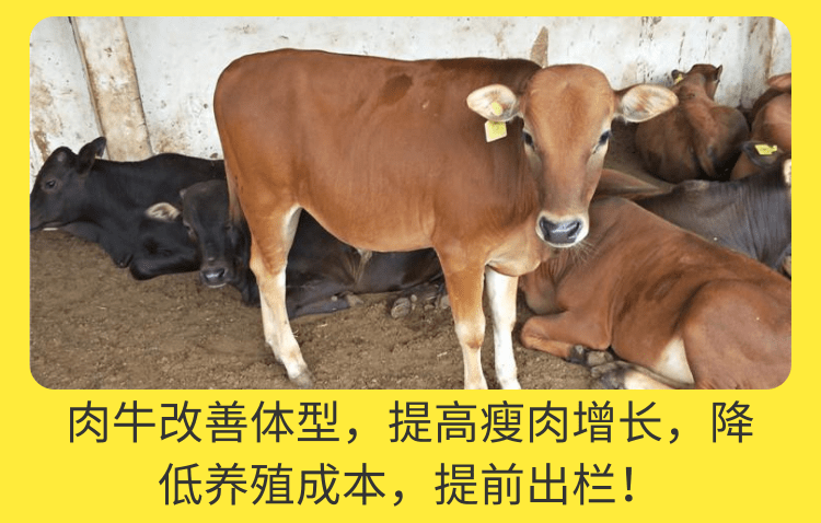 牛羊改型催肥劑增重長肉王廠家批發