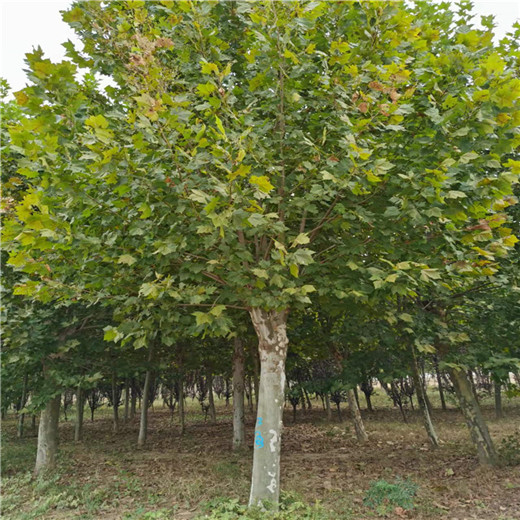 安徽 28公分法桐价格 法桐种植技术