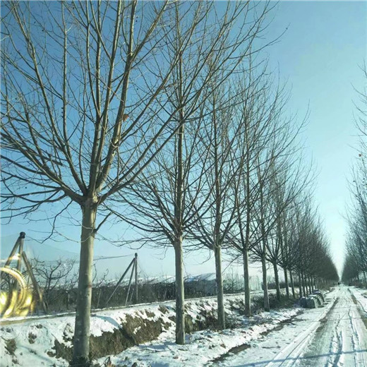 北京 17公分法桐价格 法桐种植基地