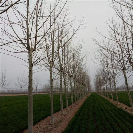 上海 65公分法桐价格 法桐种植技术
