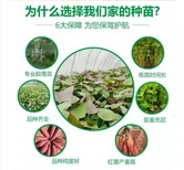 图片0
