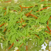 连云港连云职工食堂托管市场走向水果蔬菜配送