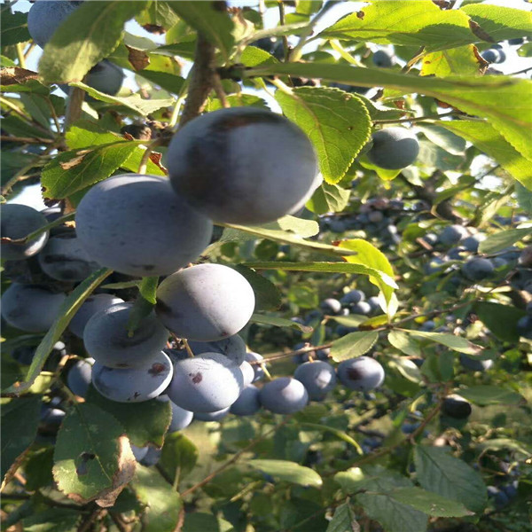 1公分蓝蜜西梅苗,野酸梅嫁接