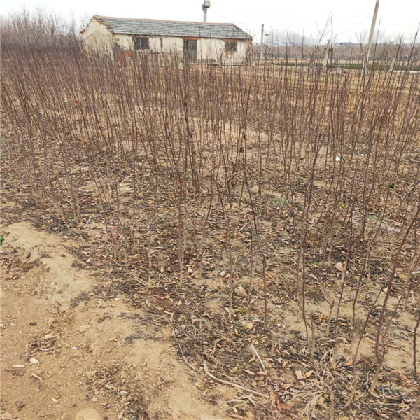 浙江优系大果法兰西西梅苗,栽植要求