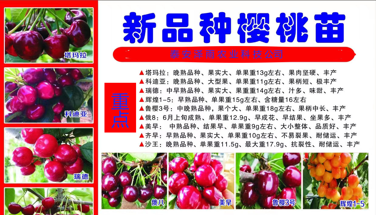 泰奥加樱桃苗1.5高双1.黑兰特樱桃苗适合全国栽植