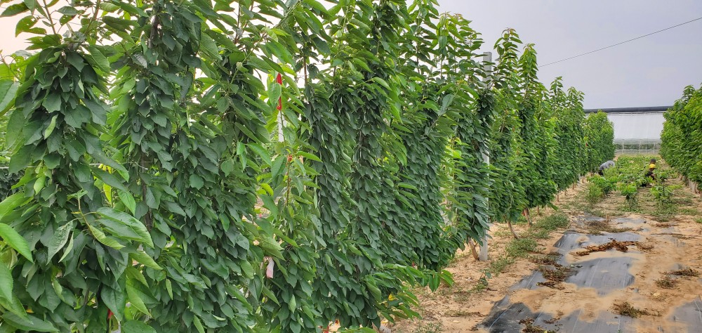 克里斯汀樱桃苗70高.黑滋尔樱桃苗芽体饱满好栽植