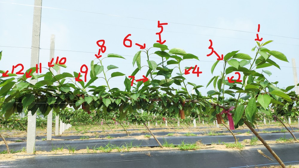 太平洋红樱桃树苗口感好挂果多,组培吉塞拉6号砧木苗