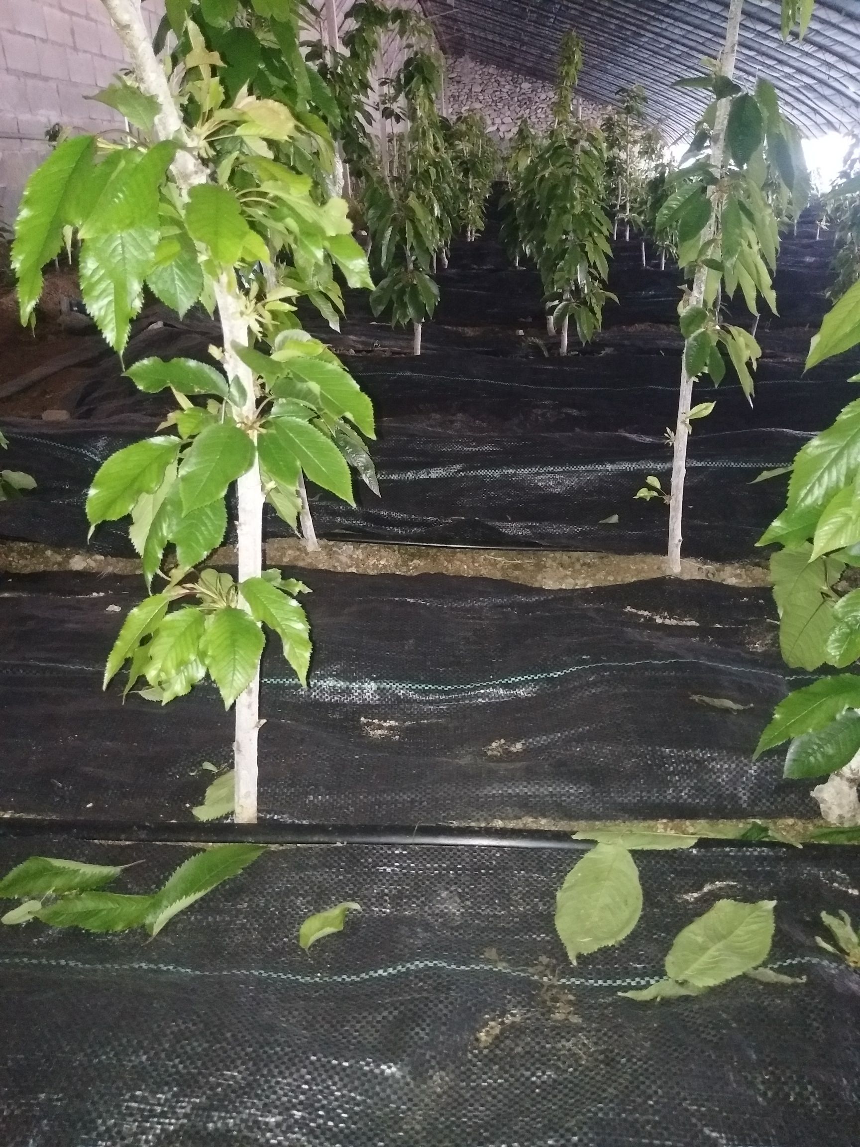 泰奥加樱桃苗地径3公分.黑滋尔樱桃苗SSA细长纺锤形栽植技术