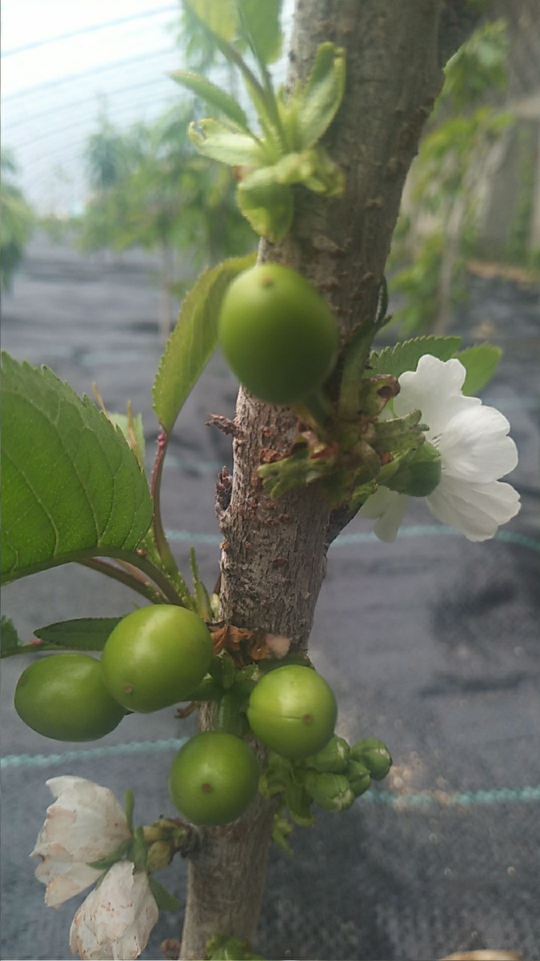 榛子樱桃苗基地指导种植,组培吉塞拉6号砧木苗