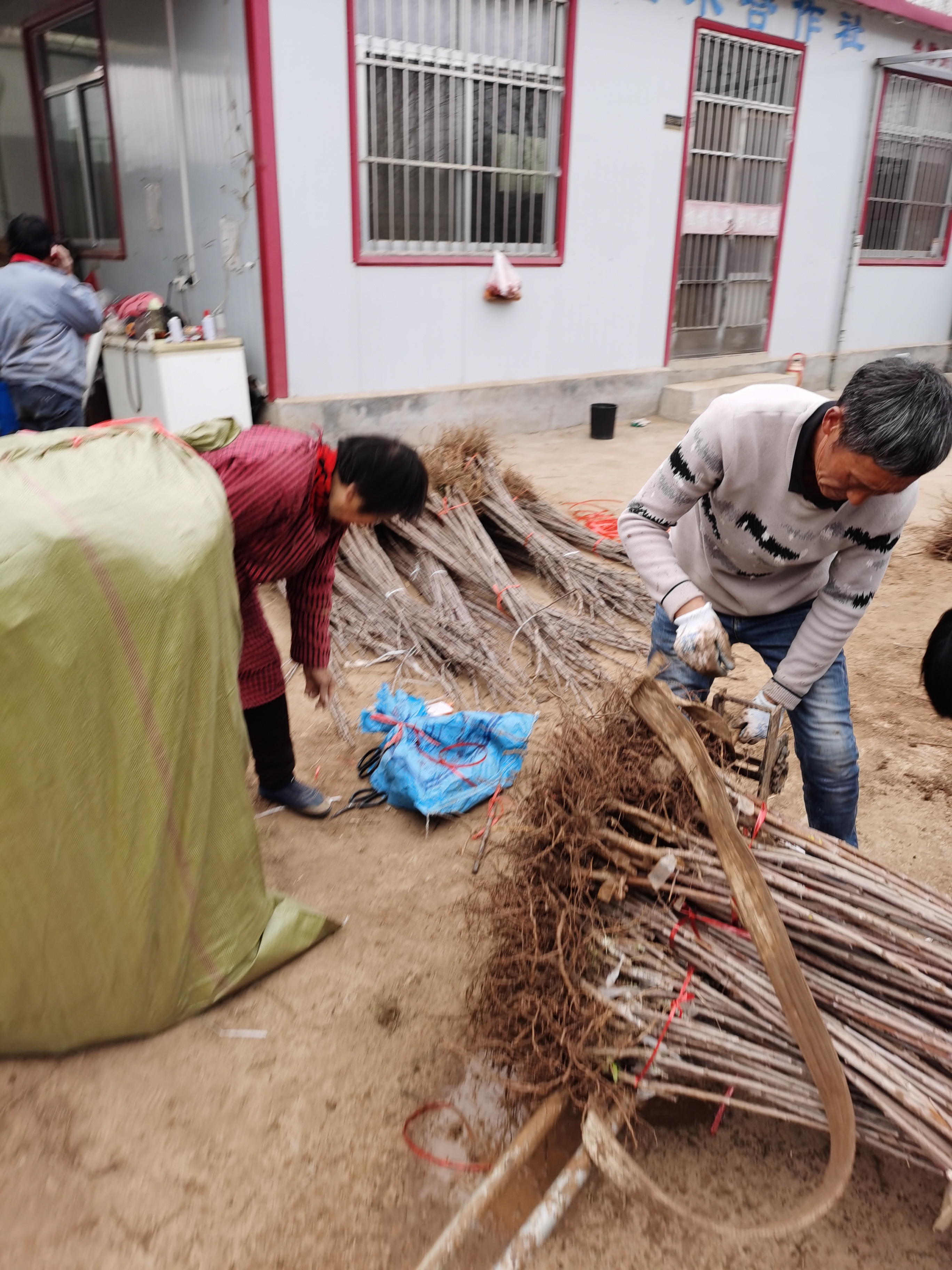 四年贾斯缇娜樱桃树苗,适合南北方栽植根发达