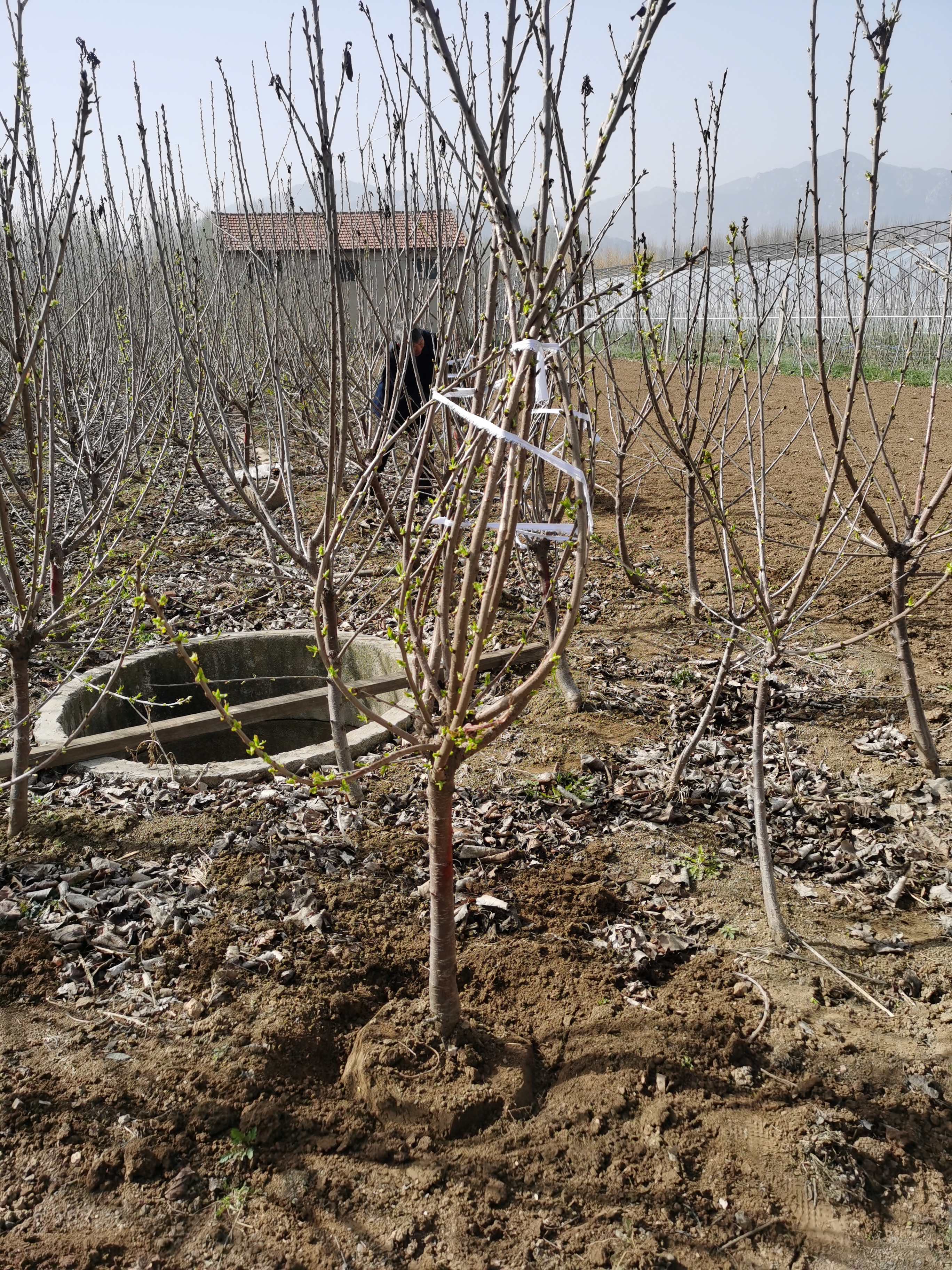 福翠樱桃苗种植结果大树展示,组培吉塞拉6号砧木苗