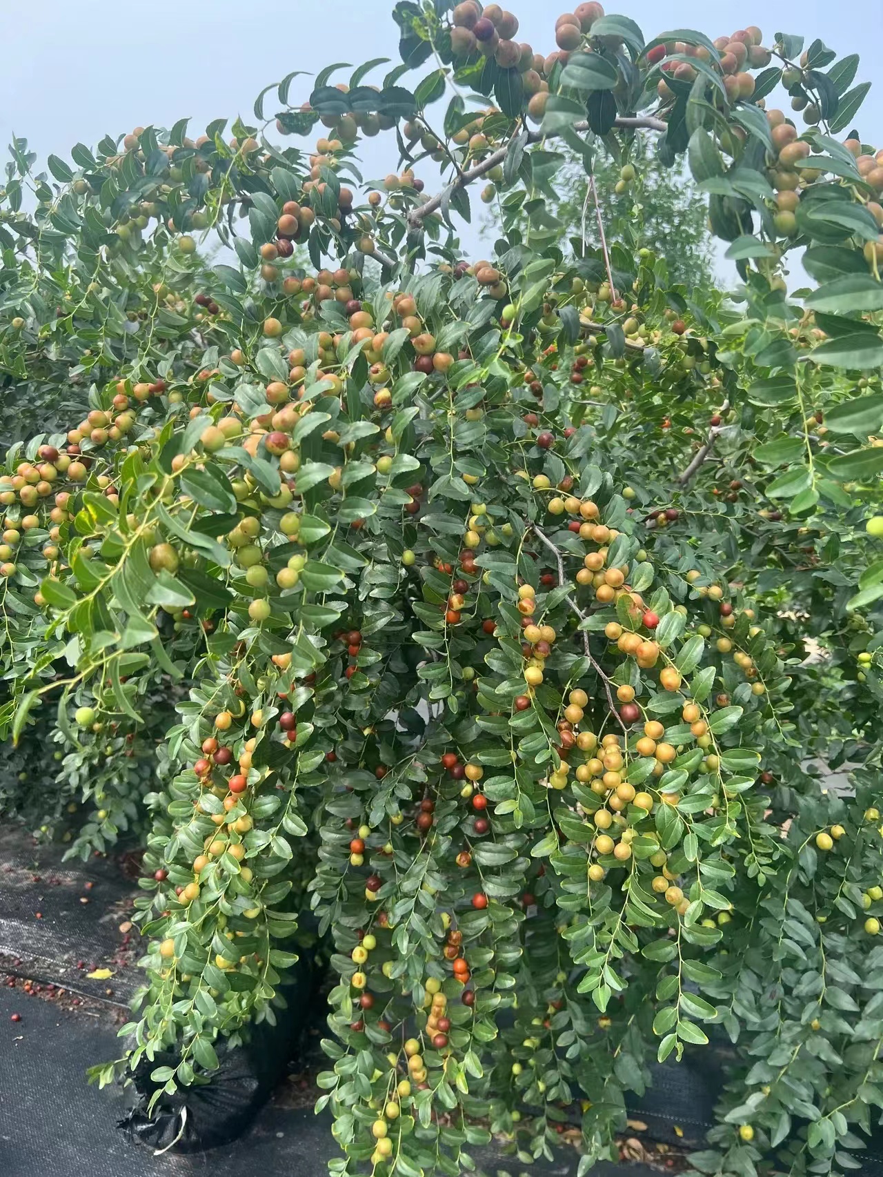 70高农丰1号要用酸枣苗亩栽植多少棵