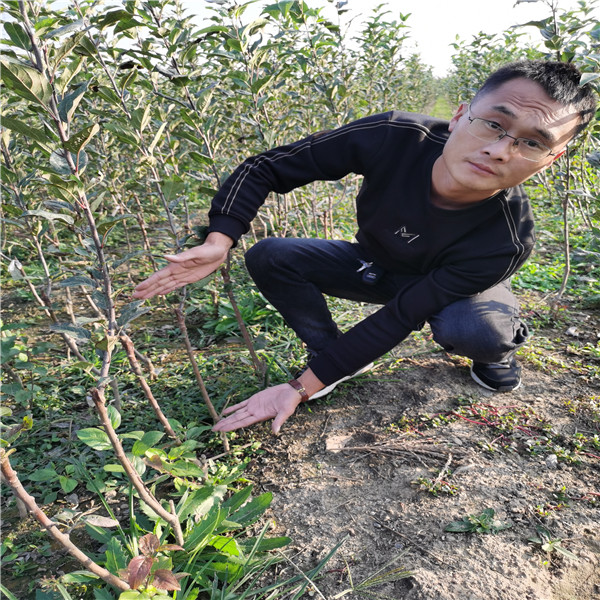 8公分新疆野苹果砧木维纳斯黄金苹果树苗,土崎苹果树苗