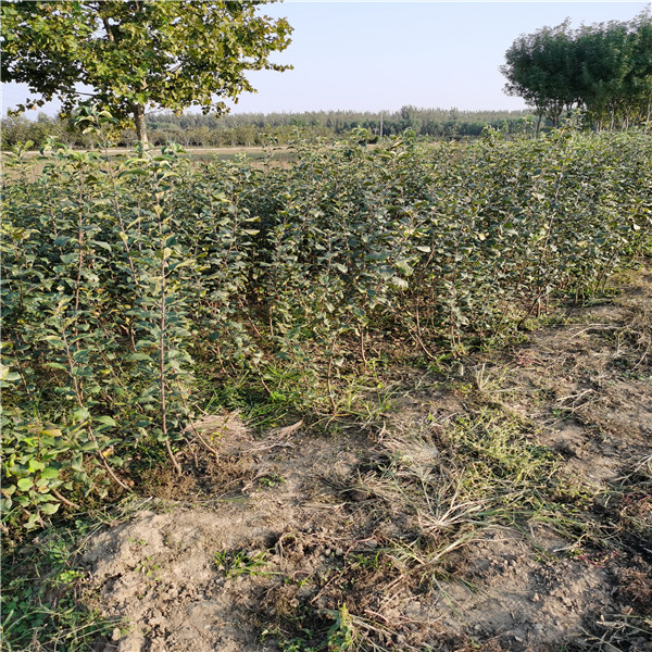 脱毒马克砧木黄金奶油苹果苗适合南北方栽植根发达