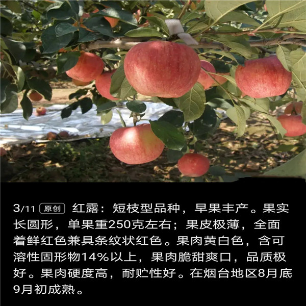 众成一号苹果树苗修剪技术,八棱海棠砧木香妃苹果香妃苹果苗