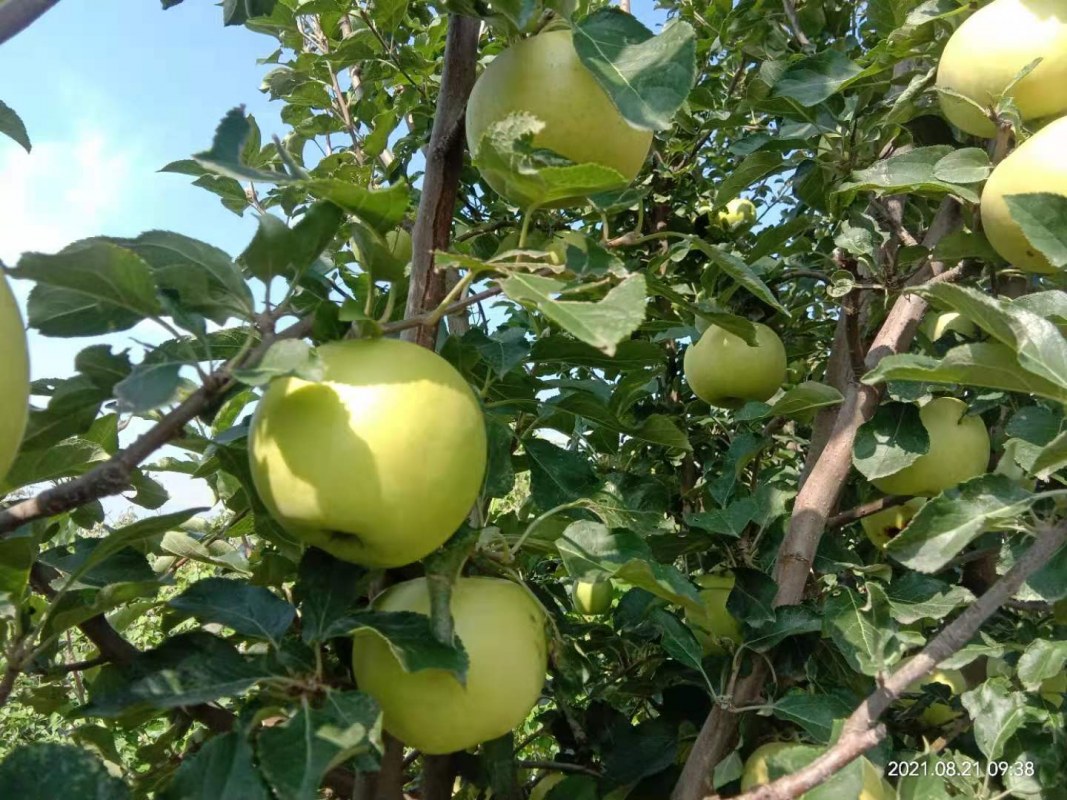八棱海棠砧木红蜜脆苹果苗全国邮寄2公分当年结果