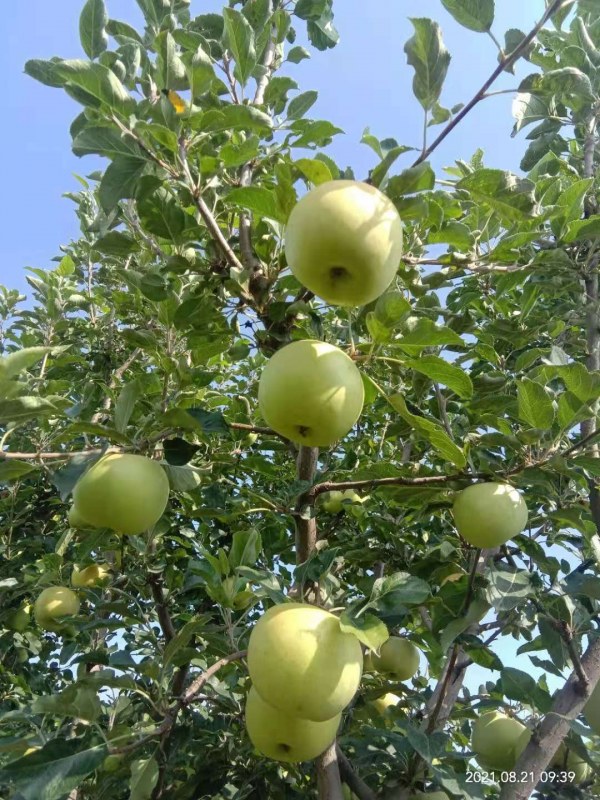 维纳斯黄金苹果树苗修剪技术,脱毒m9t337砧木香妃苹果香妃苹果苗
