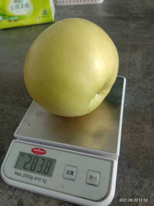 维纳斯黄金苹果树苗品种说明,矮化中间砧木m9t337维纳斯黄金苹果树苗