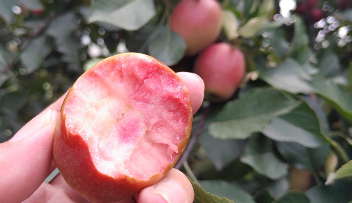 八棱海棠砧木美国8号苹果树苗,7公分大规模出售