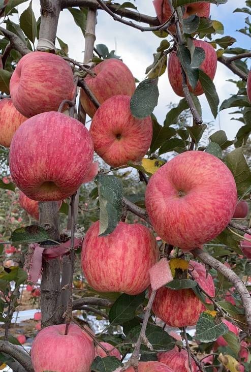 新疆野苹果砧木玫瑰光芒苹果树苗保湿邮寄