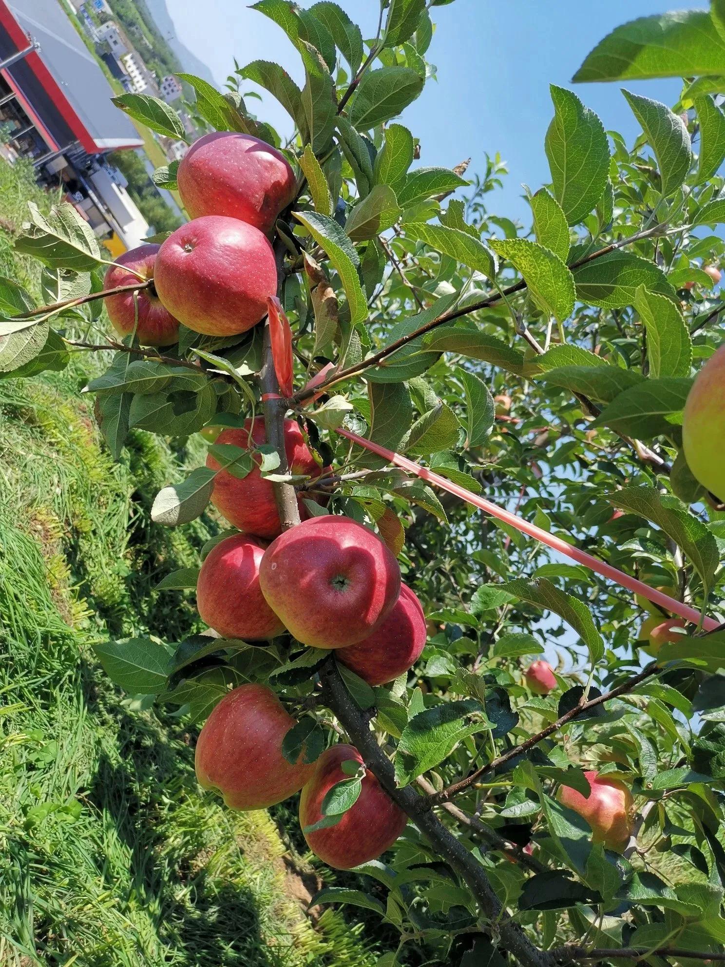 脱毒矮化蛇果苹果苗适宜栽植地区,美丽外观