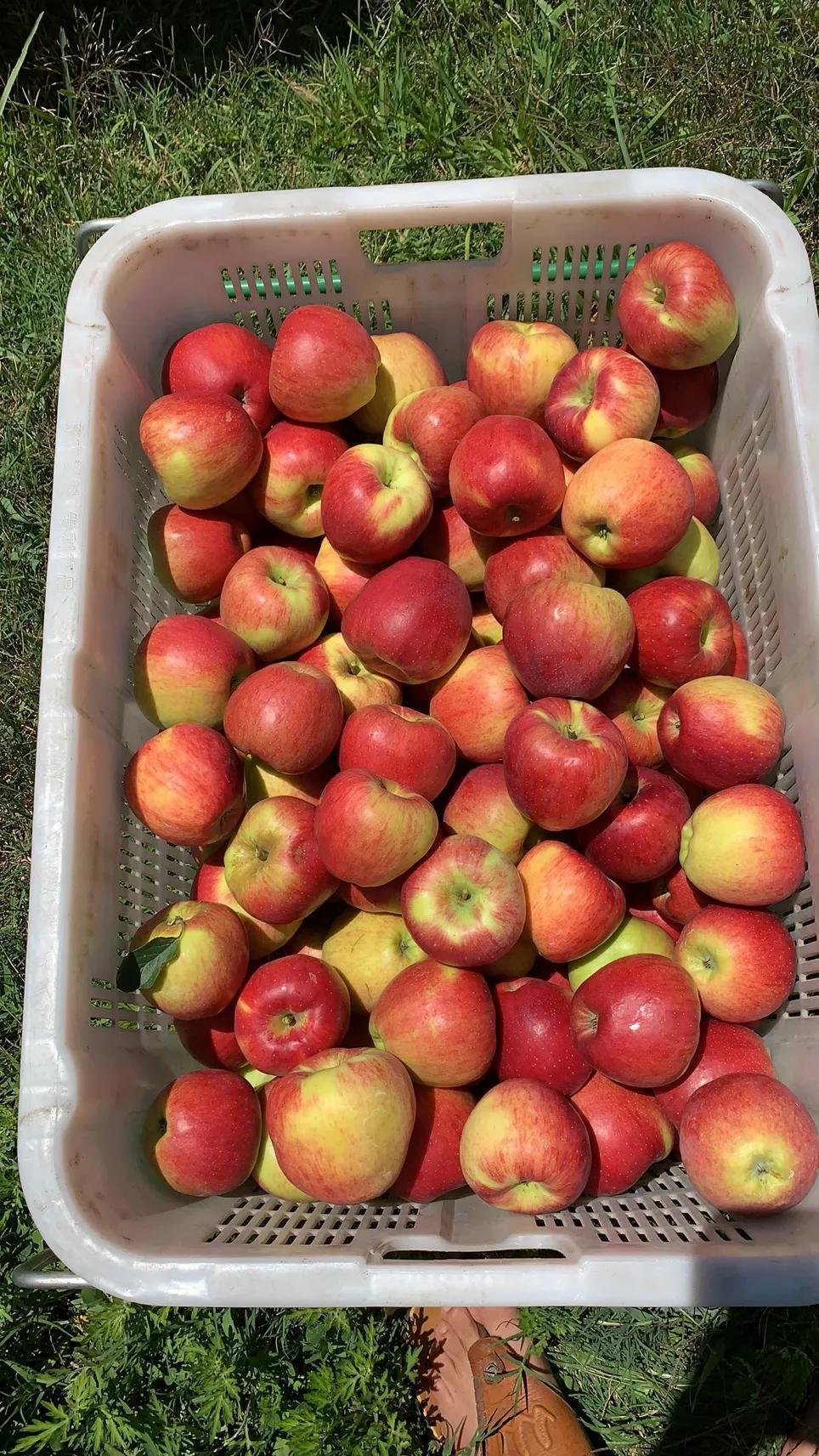 脱毒M26砧木中秋王苹果树苗,09的大规模出售