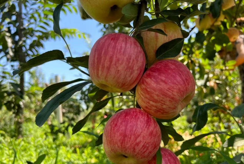 宇宙脆苹果树苗品种说明,新疆野苹果砧木太上黄苹果树苗