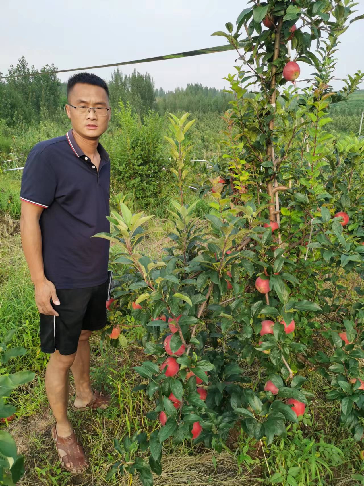 八棱海棠砧木土崎苹果树苗,7公分育苗