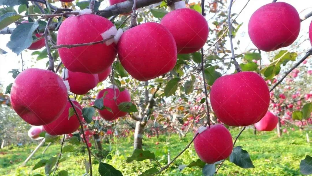 脱毒马克砧木雨露红苹果树苗,5公分苗