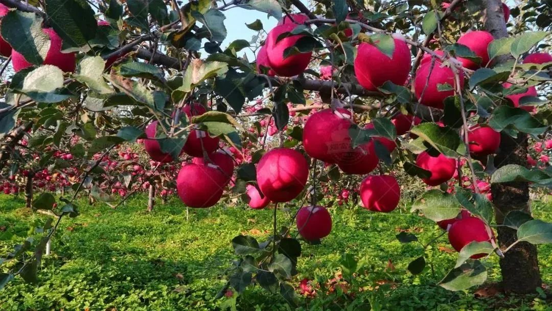 矮化m9t337砧木美国8号苹果苗纯度98,品种