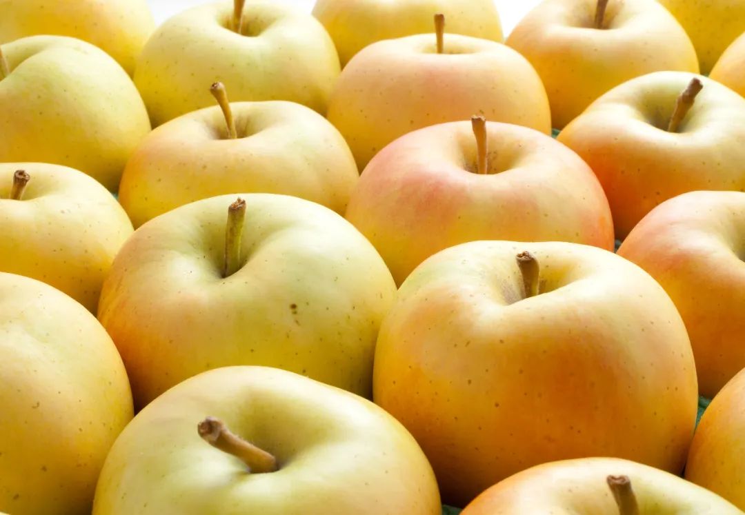 红思尼可苹果树苗品种说明,脱毒SH砧木红思尼克苹果树苗